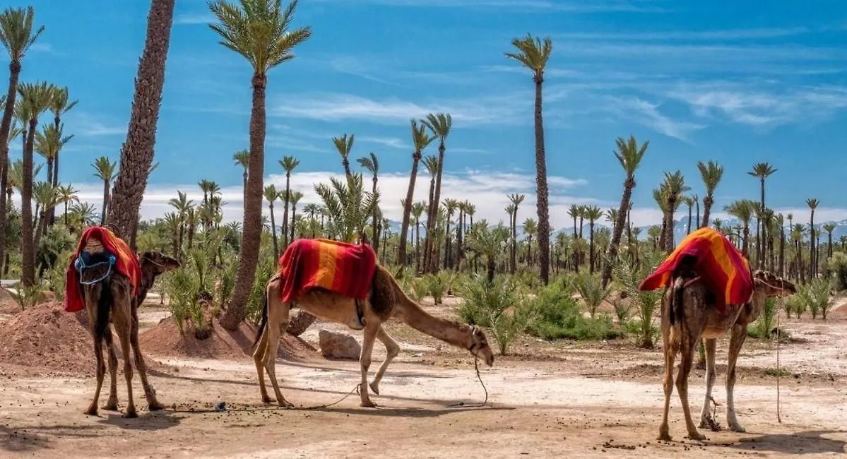Appartamento The Modern Luxury - Marrakech Marrakesh Marocco